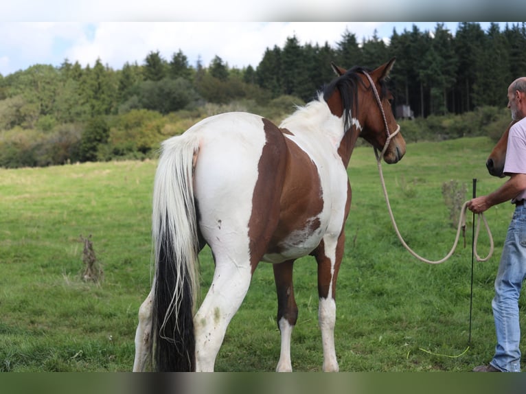 Paint Horse Mix Ruin 3 Jaar 156 cm Gevlekt-paard in Betteldorf
