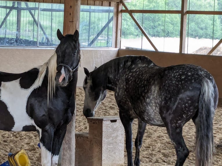 Paint Horse Mix Ruin 3 Jaar 157 cm Gevlekt-paard in Wiendorf