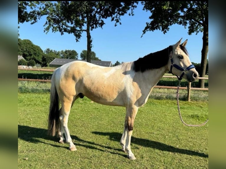 Paint Horse Ruin 3 Jaar 160 cm Tobiano-alle-kleuren in De Kiel