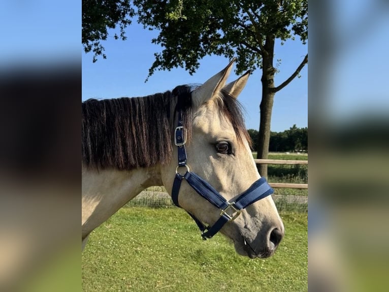 Paint Horse Ruin 3 Jaar 160 cm Tobiano-alle-kleuren in De Kiel