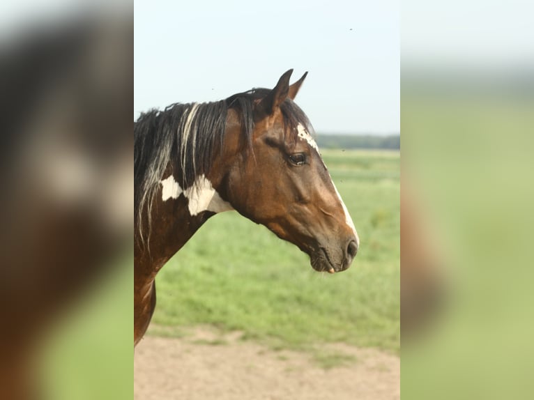 Paint Horse Ruin 3 Jaar Bruin in Wintelre