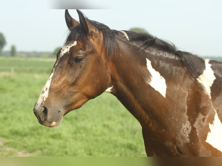 Paint Horse Ruin 3 Jaar Bruin in Wintelre