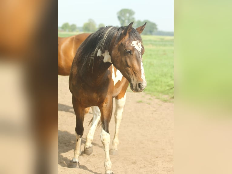 Paint Horse Ruin 3 Jaar Bruin in Wintelre