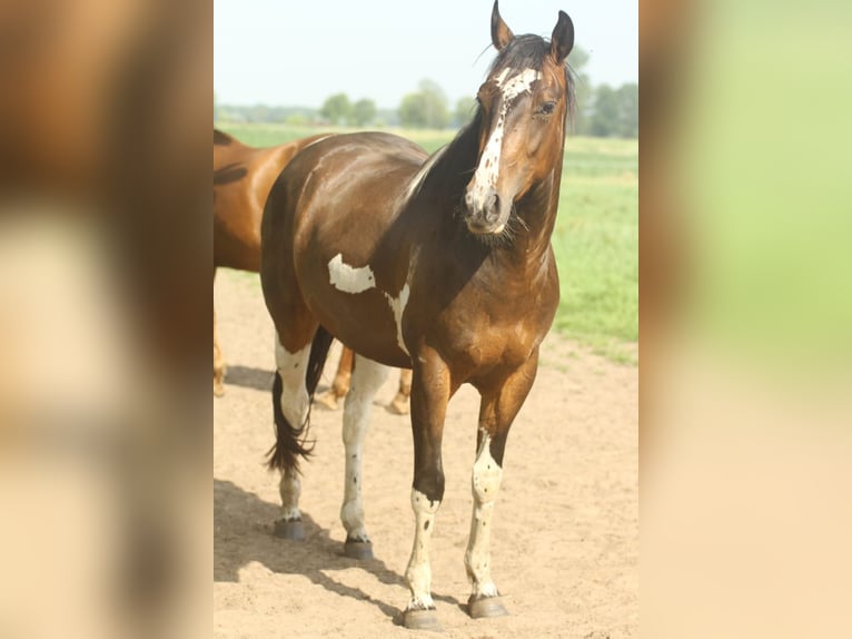 Paint Horse Ruin 3 Jaar Bruin in Wintelre
