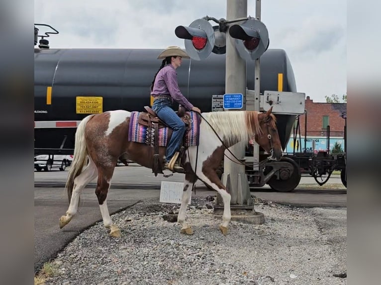 Paint Horse Ruin 4 Jaar 157 cm Tobiano-alle-kleuren in Robards