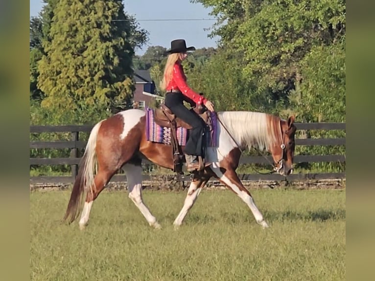 Paint Horse Ruin 4 Jaar 157 cm Tobiano-alle-kleuren in Robards