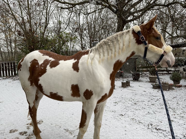 Paint Horse Mix Ruin 4 Jaar 164 cm Gevlekt-paard in Laudenbach
