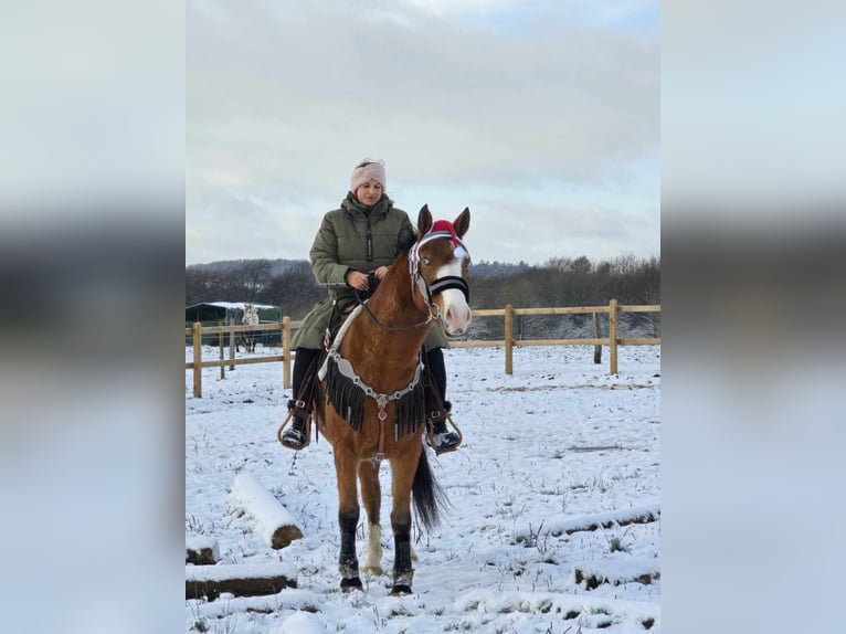 Paint Horse Mix Ruin 5 Jaar 150 cm Bruin in Linkenbach