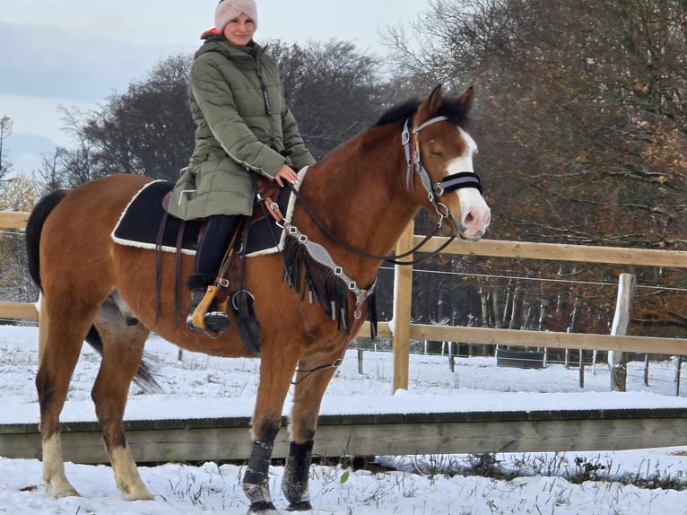 Paint Horse Mix Ruin 5 Jaar 150 cm Bruin in Linkenbach