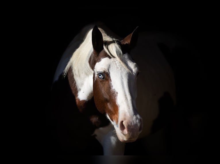 Paint Horse Ruin 5 Jaar 152 cm Tobiano-alle-kleuren in Poolville, TX