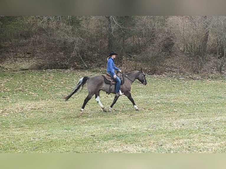 Paint Horse Ruin 5 Jaar 155 cm Grullo in Brodhead KY