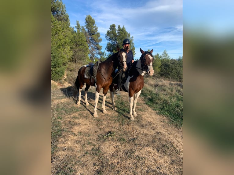 Paint Horse Mix Ruin 5 Jaar 165 cm Gevlekt-paard in Valderrobres