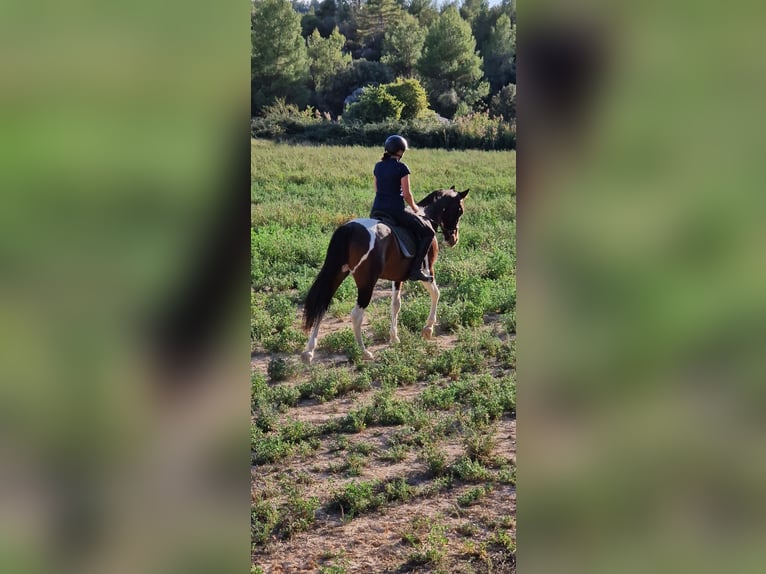 Paint Horse Mix Ruin 5 Jaar 165 cm Gevlekt-paard in Valderrobres