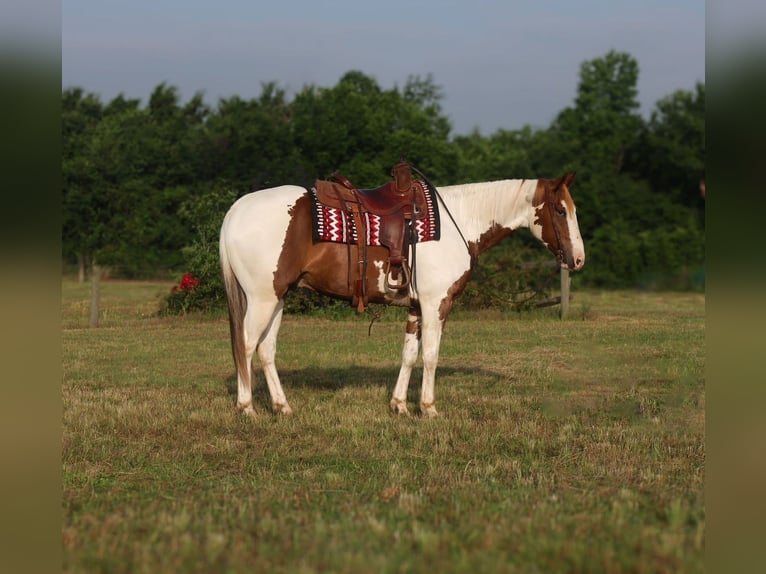 Paint Horse Ruin 6 Jaar 152 cm Gevlekt-paard in Mount Vernon