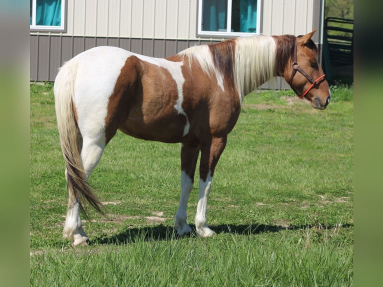 Paint Horse Ruin 6 Jaar 152 cm Gevlekt-paard in Charleston