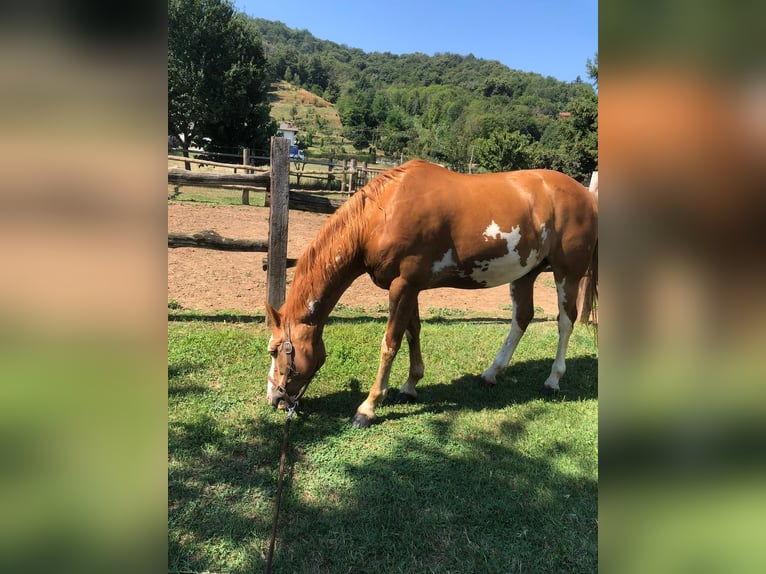 Paint Horse Ruin 6 Jaar 162 cm Gevlekt-paard in Caraglio