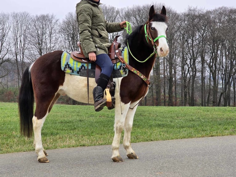 Paint Horse Mix Ruin 7 Jaar 142 cm Gevlekt-paard in Linkenbach