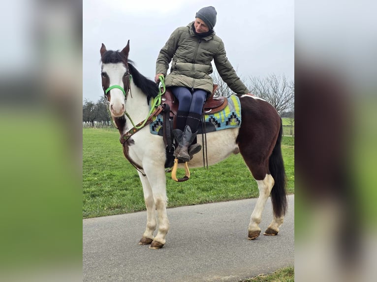 Paint Horse Mix Ruin 7 Jaar 142 cm Gevlekt-paard in Linkenbach