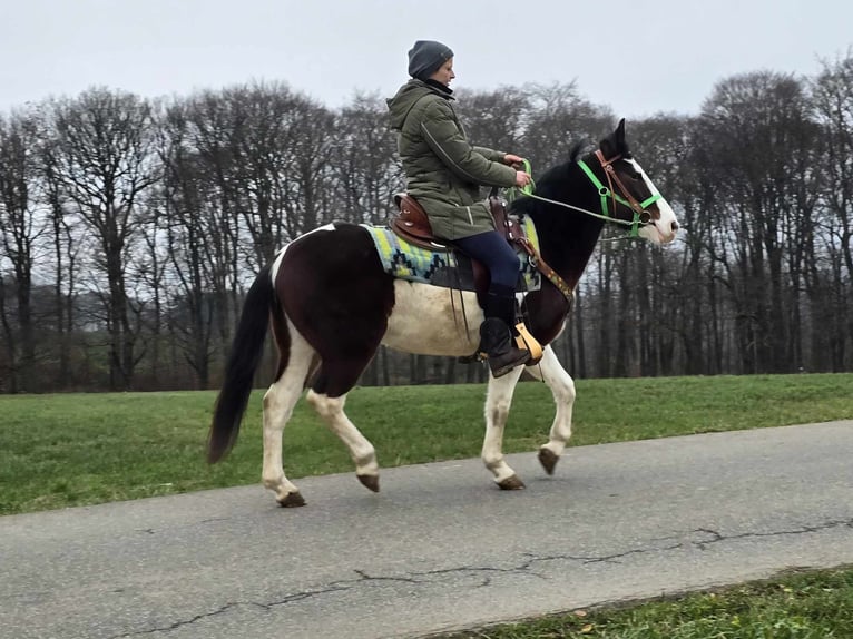 Paint Horse Mix Ruin 7 Jaar 142 cm Gevlekt-paard in Linkenbach