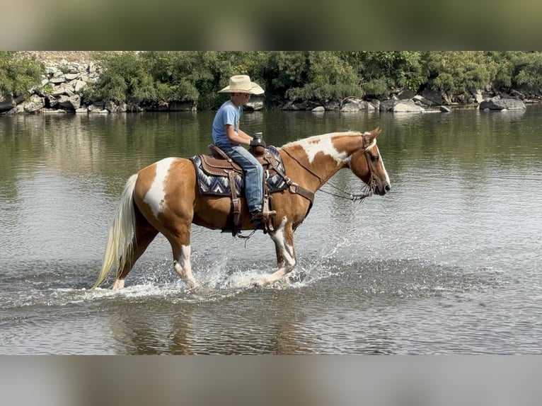 Paint Horse Ruin 7 Jaar 150 cm Gevlekt-paard in Caldwell