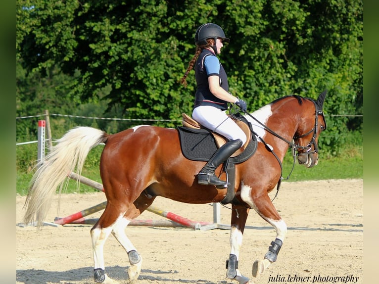 Paint Horse Ruin 7 Jaar 150 cm Gevlekt-paard in Altötting