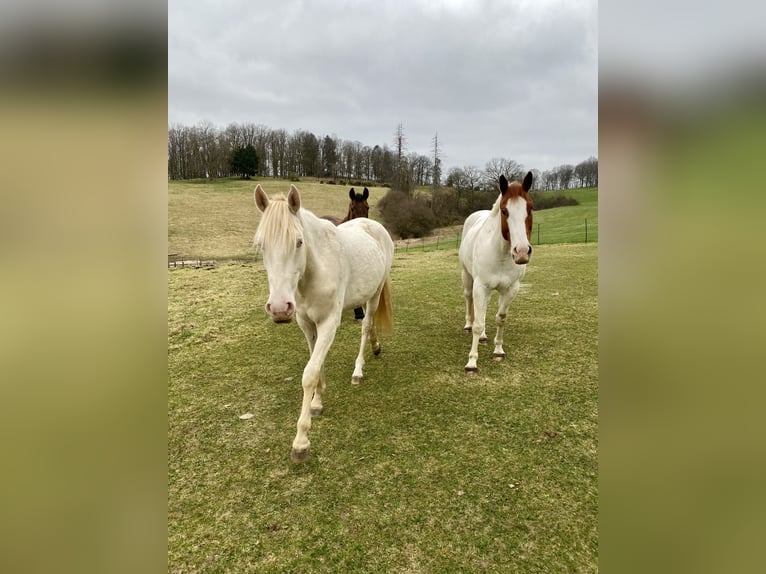 Paint Horse Mix Ruin 7 Jaar 151 cm Schimmel in Kierspe