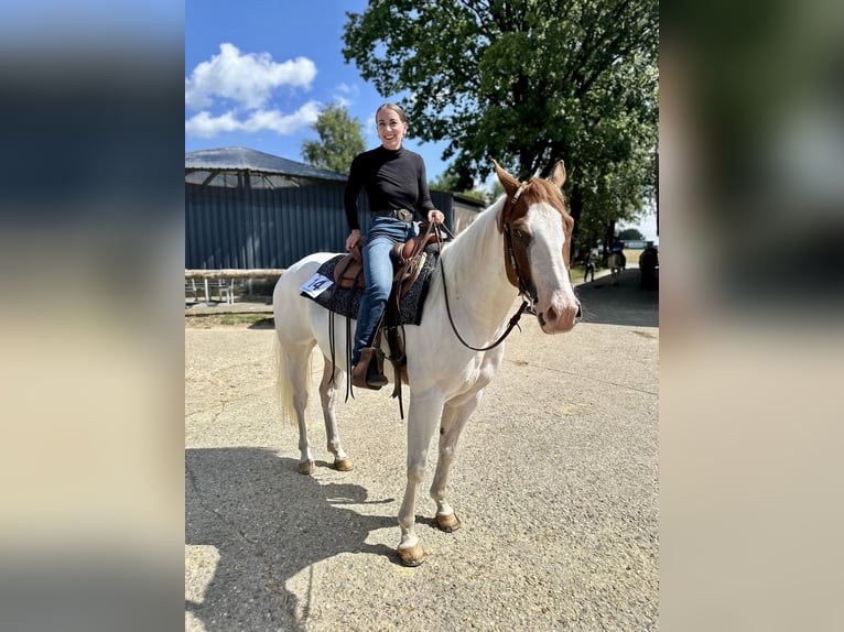 Paint Horse Mix Ruin 7 Jaar 151 cm Schimmel in Kierspe