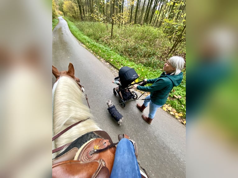 Paint Horse Mix Ruin 7 Jaar 151 cm Schimmel in Kierspe