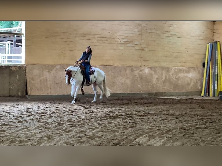 Paint Horse Mix Ruin 7 Jaar 151 cm Schimmel in Kierspe