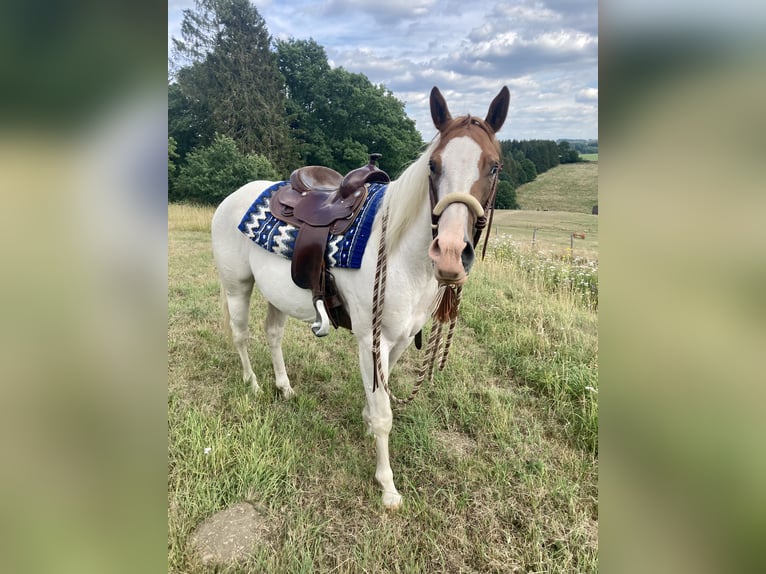 Paint Horse Mix Ruin 7 Jaar 151 cm Schimmel in Kierspe