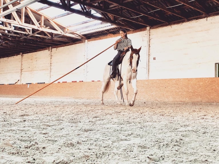 Paint Horse Mix Ruin 7 Jaar 151 cm Schimmel in Kierspe