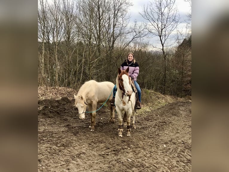 Paint Horse Mix Ruin 7 Jaar 151 cm Schimmel in Kierspe