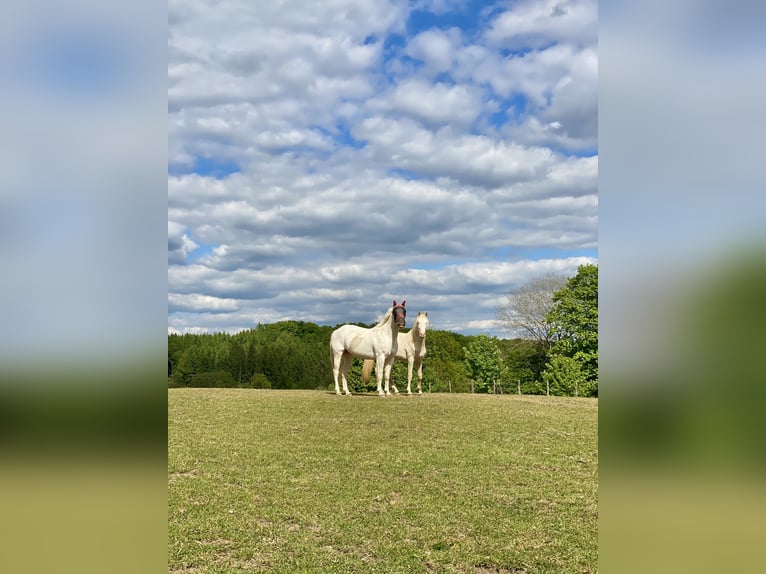 Paint Horse Mix Ruin 7 Jaar 151 cm Schimmel in Kierspe