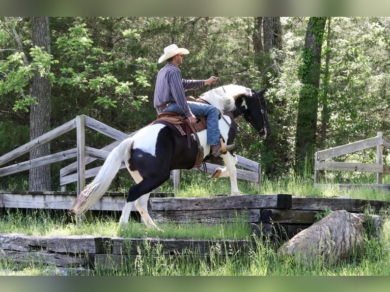Paint Horse Mix Ruin 7 Jaar 155 cm Gevlekt-paard in Mount Vernon