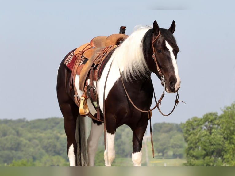 Paint Horse Mix Ruin 7 Jaar 155 cm Gevlekt-paard in Mount Vernon