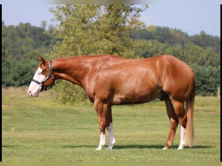 Paint Horse Ruin 7 Jaar 155 cm Overo-alle-kleuren in Weatherford, TX
