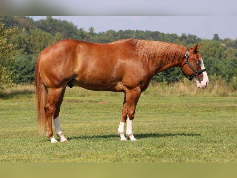 Paint Horse Ruin 7 Jaar 155 cm Overo-alle-kleuren in Weatherford, TX