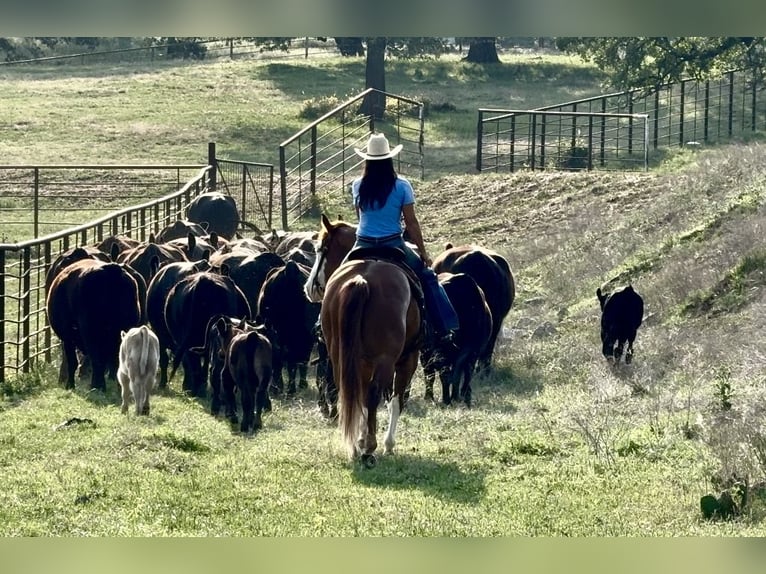 Paint Horse Ruin 7 Jaar 155 cm Overo-alle-kleuren in Weatherford, TX