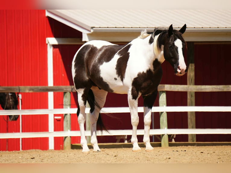 Paint Horse Ruin 7 Jaar 155 cm in Fresno, OH