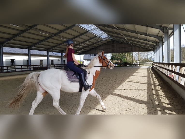 Paint Horse Ruin 7 Jaar 157 cm Tovereo-alle-kleuren in Breda