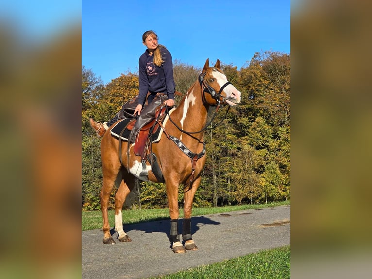 Paint Horse Ruin 7 Jaar 158 cm Gevlekt-paard in Linkenbach