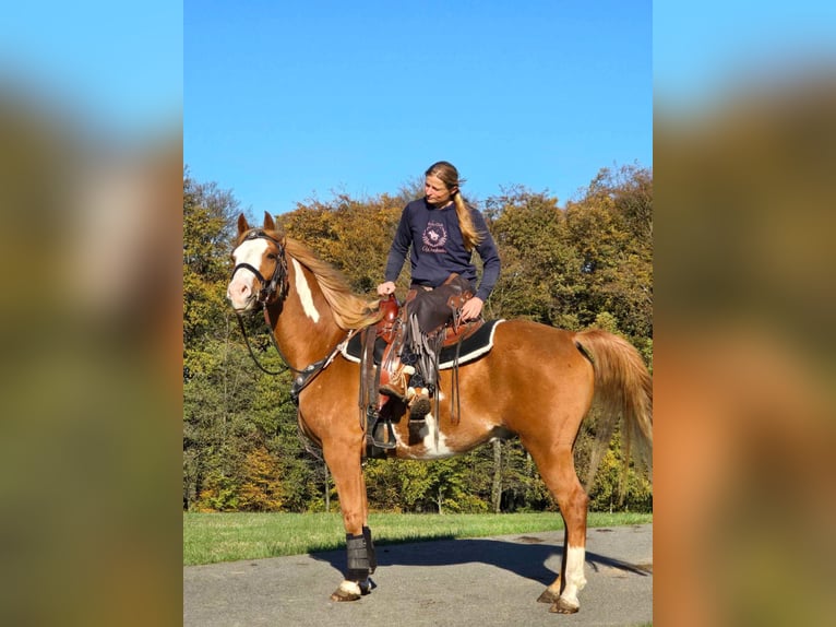 Paint Horse Ruin 7 Jaar 158 cm Gevlekt-paard in Linkenbach