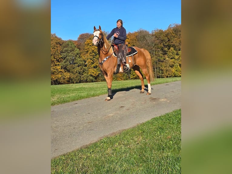 Paint Horse Ruin 7 Jaar 158 cm Gevlekt-paard in Linkenbach