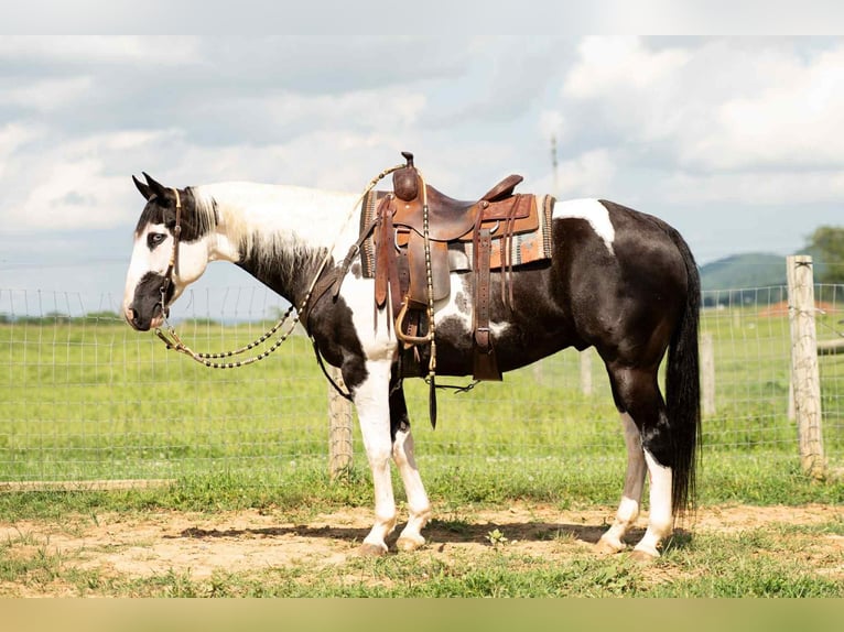 Paint Horse Mix Ruin 7 Jaar 160 cm in Rebersburg, PA