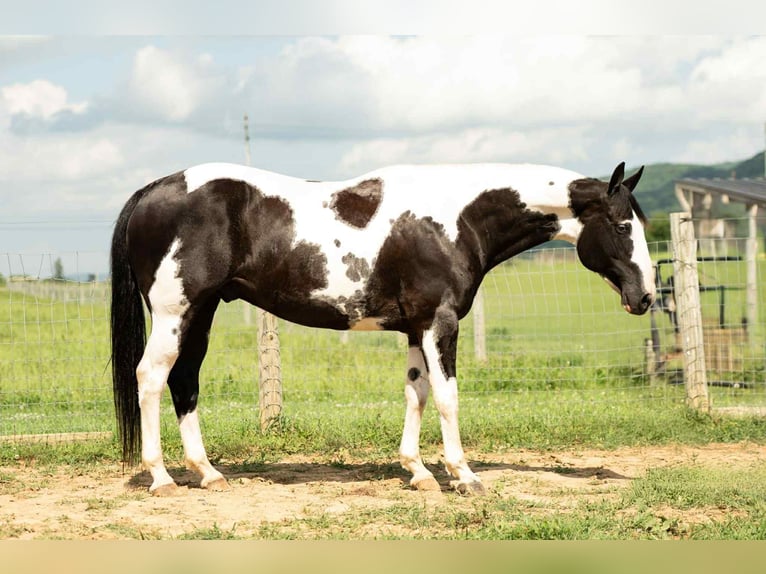 Paint Horse Mix Ruin 7 Jaar 160 cm in Rebersburg, PA