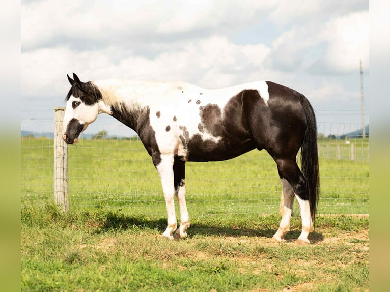 Paint Horse Mix Ruin 7 Jaar 160 cm in Rebersburg, PA