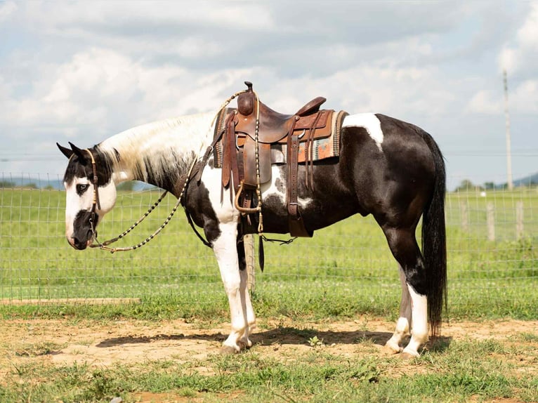 Paint Horse Mix Ruin 7 Jaar 160 cm in Rebersburg, PA