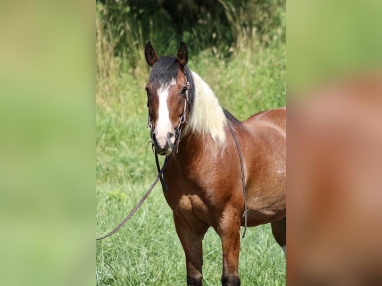 Paint Horse Mix Ruin 7 Jaar 160 cm in Shelocta, PA