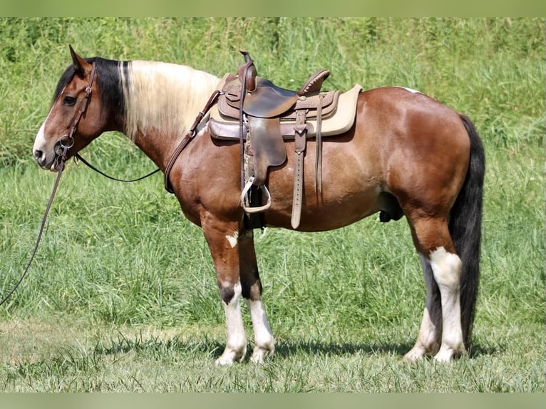 Paint Horse Mix Ruin 7 Jaar 160 cm in Shelocta, PA