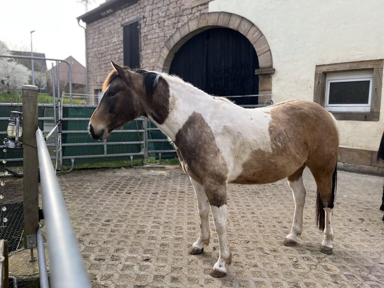 Paint Horse Ruin 7 Jaar Buckskin in Steinbach am Glan